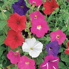Dwarf Petunia Mix Seeds 2000+ Petunia Nana Compacta Flower USA FREE S&H ANNUAL