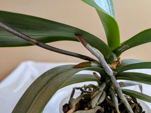 Phalaenopsis Aladin - Bild 9 von 9