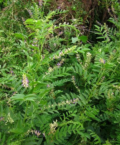 50 Süßholzsamen - Glycyrrhiza glabra - TCM Wurzelkraut mehrjährige Blumensamen - Bild 4 von 8