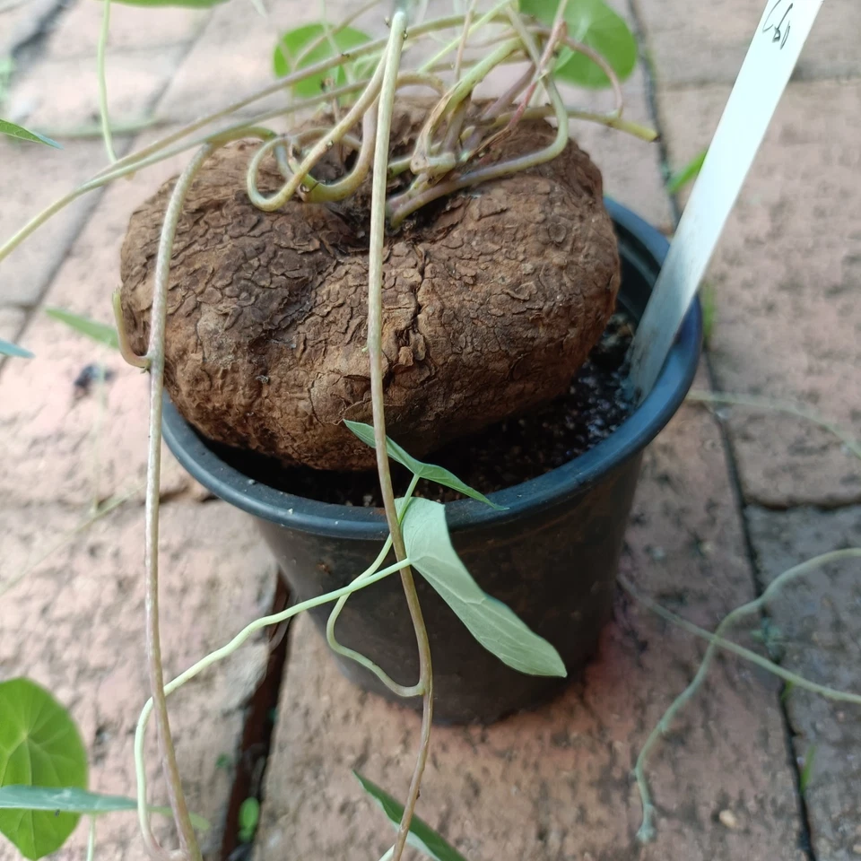 Stephania erecta Large 10cm diameter roughly #01 - Image 3 of 4