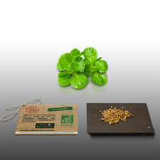 250 graines Bio à semer - LGA Graines - MACHE Doucette - Certifié AB