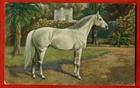 HORSE VINTAGE POSTCARD USED 394