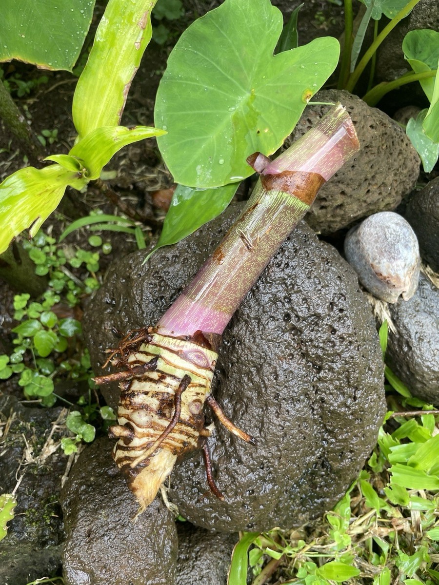 BLUE GINGER RHIZOME HAWAII GROWN Dichorisandra Thyrsiflora 1 Large