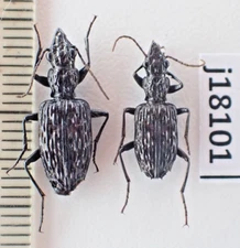 j18101. Insects, Carabidae sp. Vietnam North