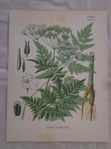 botanical medicinal 1898 atlas plant antique