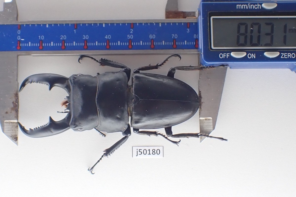 j50180. Insects, dorcus: Dorcus titanus. North Vietnam. 80mm?? Big