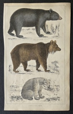 1850 History of Earth and Animated Nature Goldsmith Hand Colored Engraving Plate