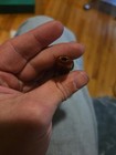 Cigar 10k Gold Tip And Sterling  W/Case 2"  Native American Face — photo 4