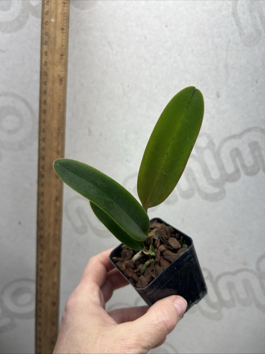 Blc Hausermann's Starfire 'Times Square' Fragrant | eBay