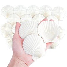 20 PCS Natural White Scallop Seashells Crafts Painting Baking Decor 3 Inch