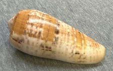 *Conus dusaveli (Du Savel's) 77.3mm !!!