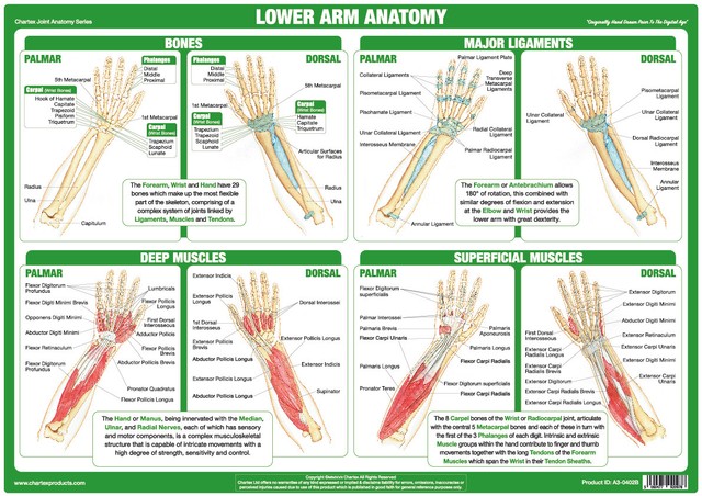 Lower Arm Anatomy Poster Forearm Wrist Muscles Tendons Bones Joint