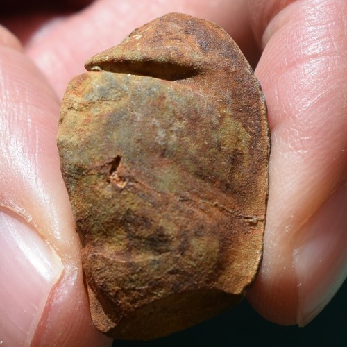 Ultra Rare Bivalve Fossil Nuculites pacatus Bolivia Devonian - Picture 4 of 12