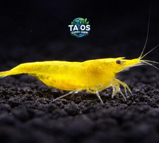 10 1 Yellow Golden Back - Live Neocaridina Aquarium Shrimp Live Guarantee