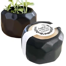 The Growing Candle, from Flame to Flower, Sandalwood & Vanilla Scented, Non-T...