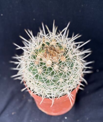 Discocactus albispinus, cephalium bearing cactus plant - Picture 2 of 6