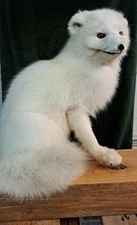 arctic fox , taxidermy , fox mount