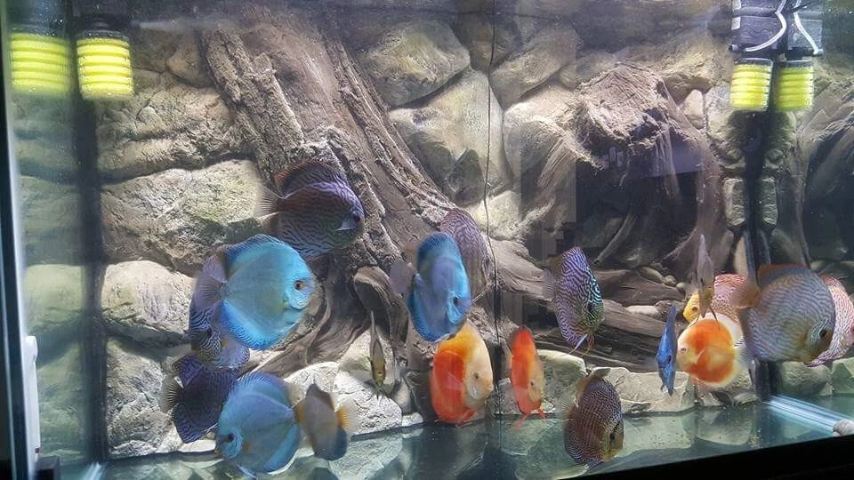 SFONDO ACQUARIO 3D PER GIOIELLO RIO 180 DECORAZIONE ACQUARIO ROCCIA 98x40cm 2 sec - Immagine 4 di 4