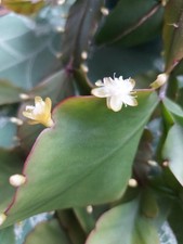 Rhipsalis Pachyptera-2 fresh cutting ,leafe only.