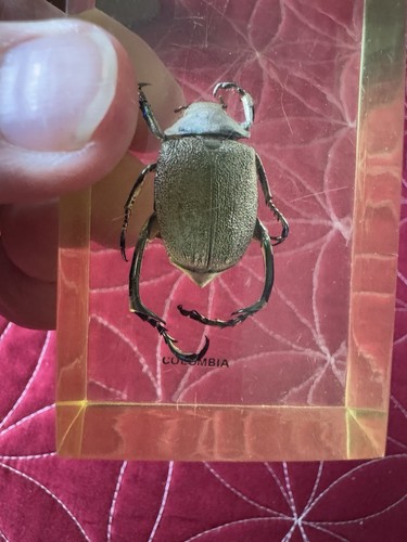 Shining Leaf Chafer Beetle della Columbia in resina cristallina lucite - Foto 9 di 11