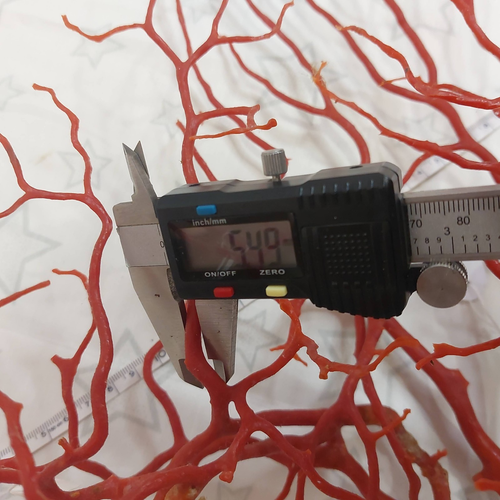 Natural Red Coral Gigant Branch mediterranean sea, genuine coral Specimen - Picture 9 of 9