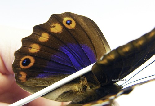 Unmounted Butterfly/Nymphalidae - Brooxian Prepona, male 3 - Picture 4 of 5