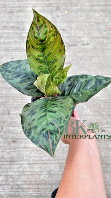 Aglaonema Army (Pictum tricolor X Rotundum) Hybrid Houseplants Rare Free  Phyto | eBay