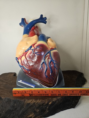 Sargent Welch 95155 Large Visible Pumping Heart School Model Doctors Office Deco - Picture 22 of 22