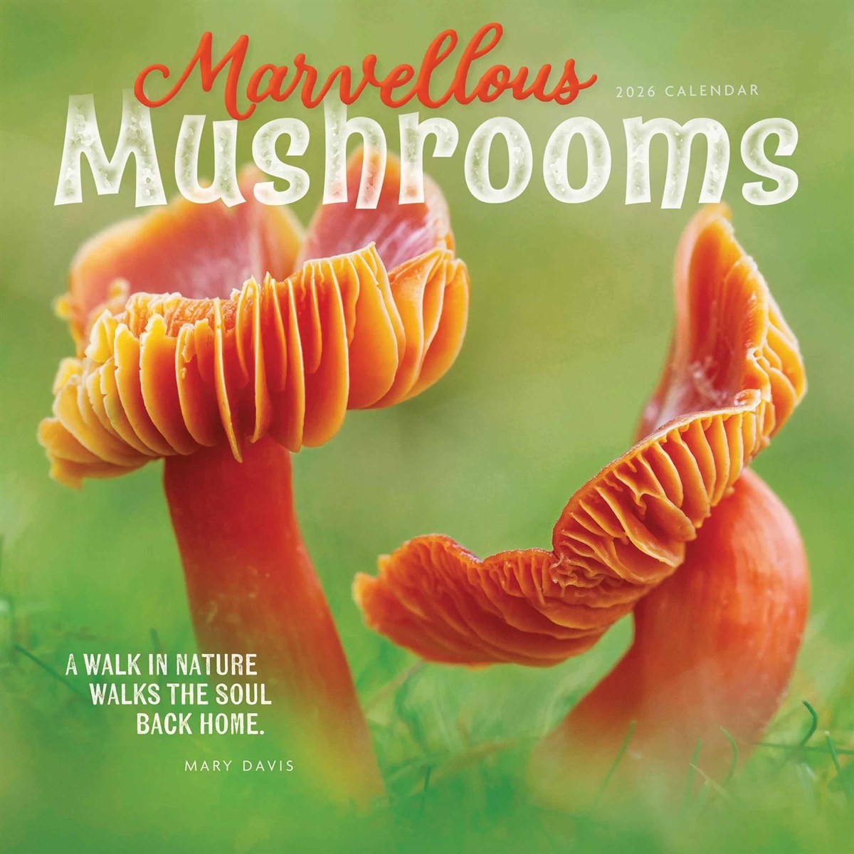 Marvellous Mushrooms Calendar 2026, Wall Calendars, Month To View, Gift