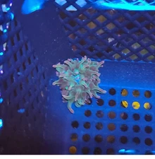 ECC Nexus Joker Bubble Tip Anemone (Entacmaea Quadricolor)