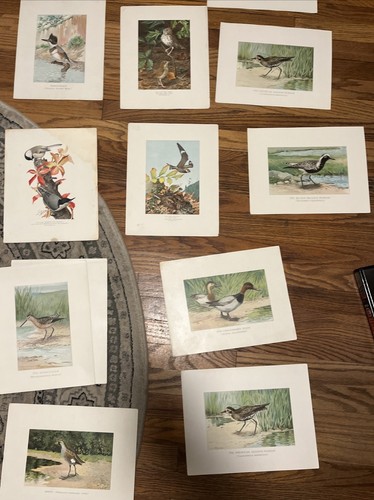 Fish And Game Of The State Of New York Seventh Report Plates; Denton; As Is - Picture 10 of 13