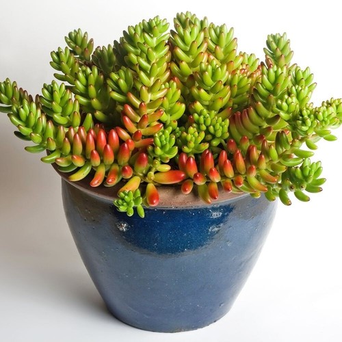 Starter Succulents. Fully rooted plants. Cheap and easy to care for. - Picture 29 of 34
