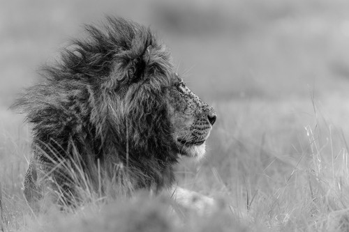 "The King is Alone" The Lion Canvas Wall Art Print Poster Wildlife 24" x 36" - Picture 2 of 7