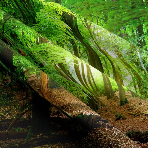 Sole foresta foglie cadute paesaggio naturale arazzo da appendere da parete arredamento casa - Foto 7 di 8