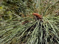 10 Apache Pine Tree Seeds