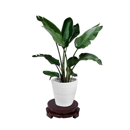 Flower Pot Fish Tank Tray Garden Balcony Vase Round Wood Base Plant Pot Saucer - Bild 7 von 50