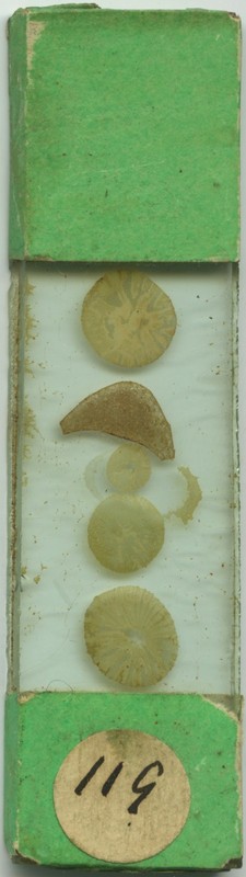 Antique Microscope Slide by Early Mounter - Wood sections between glass 119