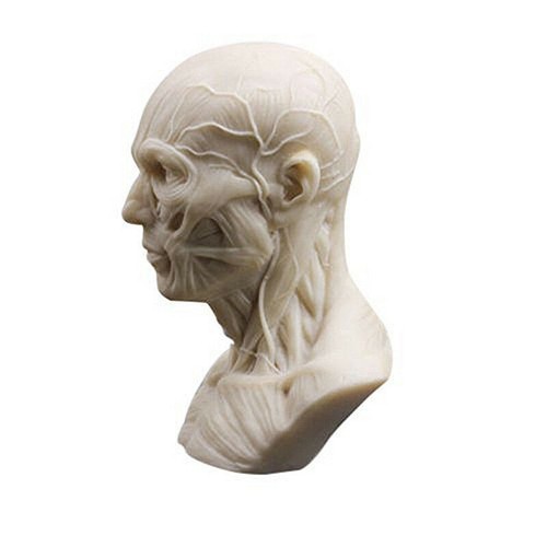 White Resin Human Bust Sculpture Statue Sketch Draw Plaster Cast Artist Model US - Picture 6 of 7