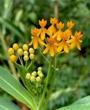 Mariposa hierba - flor perenne - 1 raíz