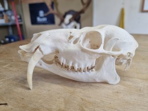 Taxidermy Very Old Chinese Water Deer Buck Skull #2