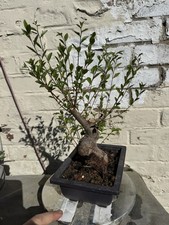  Chinese elm Bonsai 8 years