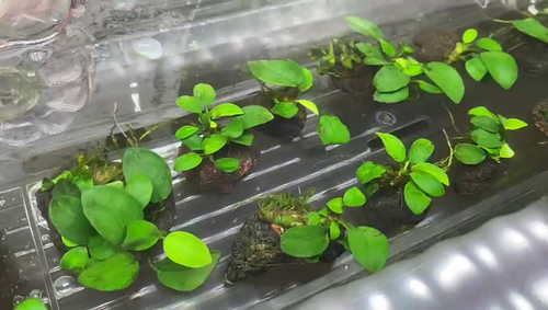 Anubias Nana on Driftwood /Bogwood /Pine cone Freshwater tropical aquarium plant - Video 1 of 1