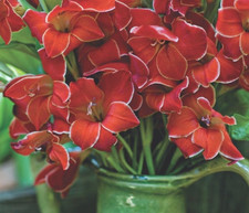 5 - HARDY GLADIOLUS ATOM Flower Bulbs  U S Seller  Spring Shipping Perennial