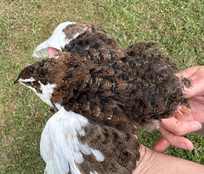100+ RARE COLORS Coturnix Quail Hatching Eggs NPIP AI Free