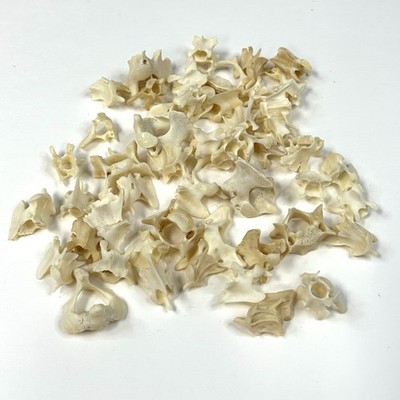Lot Of 50 Assorted Mink Vertebrae Bones Real Cleaned Art Goth Crafts #3214