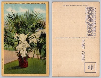 Vintage Florida Cabbage Palm Sabal Palmetto in Bloom Linen Postcard 1930s