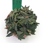 Euphorbia tulearensis (seeding) for sale by Little One Plant Nursery