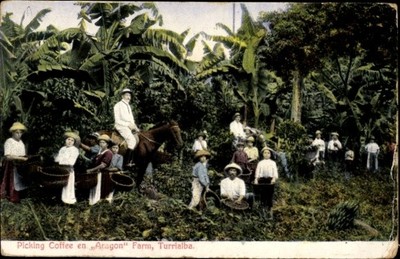 Ak Turrialba Costa Rica, Picking Coffee en Aragon Farm,... - 4683976