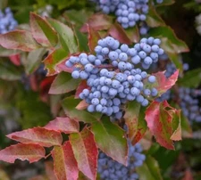 50 Creeping Barberry Bush Seeds for Planting - Creeping Oregon Grape