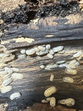 10 Count Magic Potion Isopods   Armadillidium vulgare  2-day UPS 